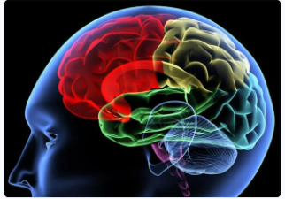 The Human Mind